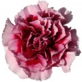 Mini Carnations - Fetiche (bunch of 10 stems)
